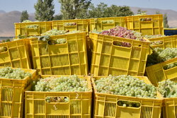 خراسان رضوی رتبه سوم تولید انگور کشور را دارد 