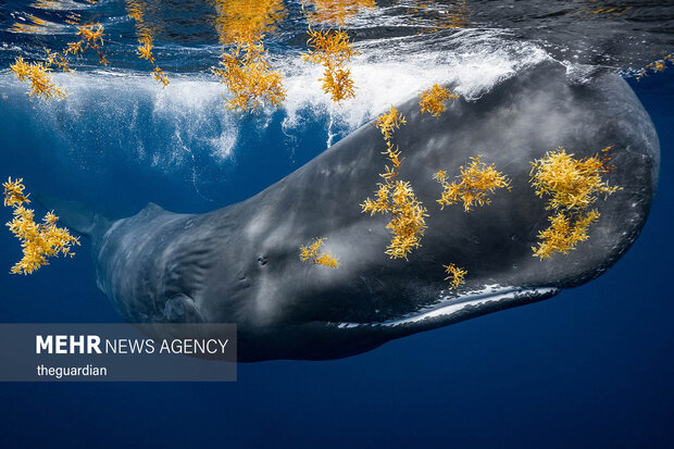 برترین تصاویر عکاسی اقیانوس ۲۰۲۱
