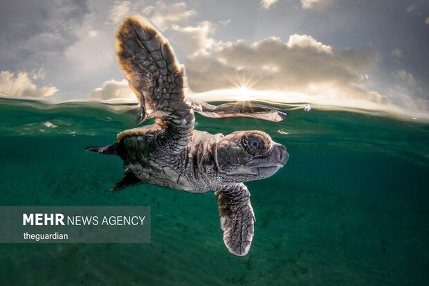 برترین تصاویر عکاسی اقیانوس ۲۰۲۱