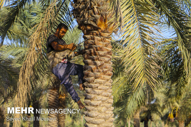 Harvesting date in Khuzestan