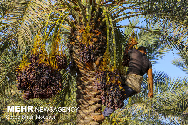 Harvesting date in Khuzestan