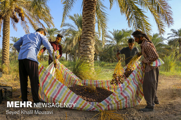 Harvesting date in Khuzestan