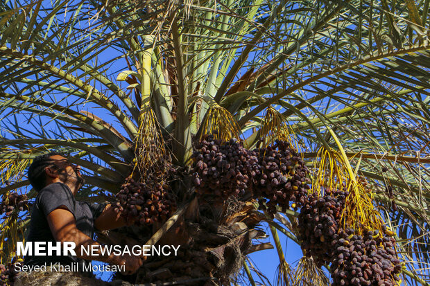 برداشت خرما سمرون در روستای غزاویه