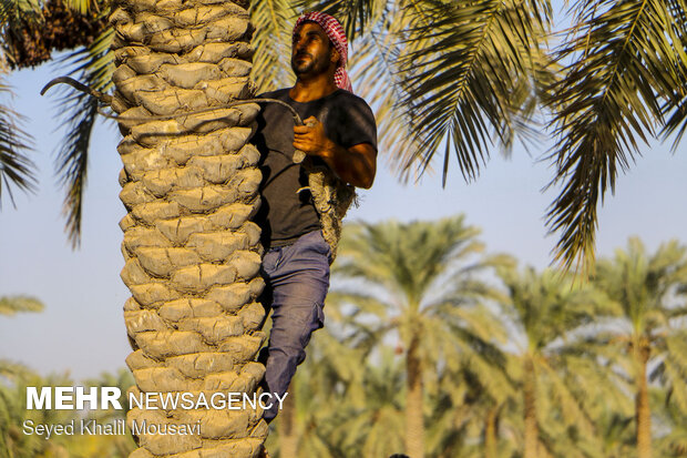 Harvesting date in Khuzestan