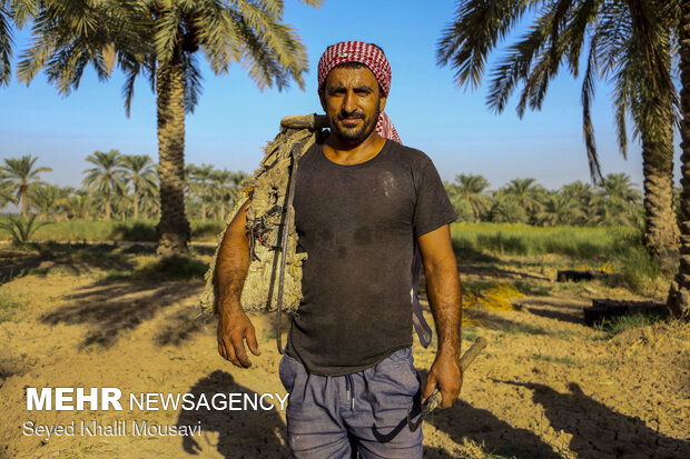 Harvesting date in Khuzestan