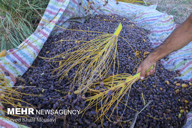 برداشت خرما سمرون در روستای غزاویه