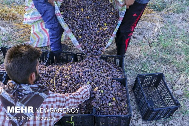 Harvesting date in Khuzestan