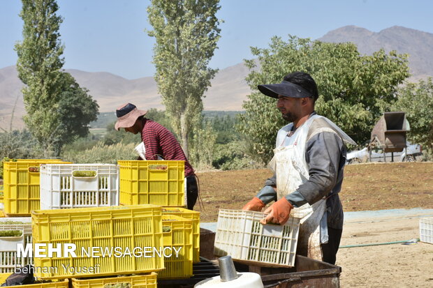 Grapes harvesting in Khondab