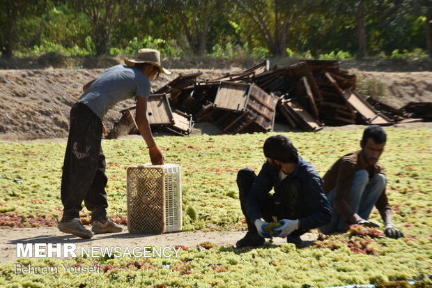 Grapes harvesting in Khondab