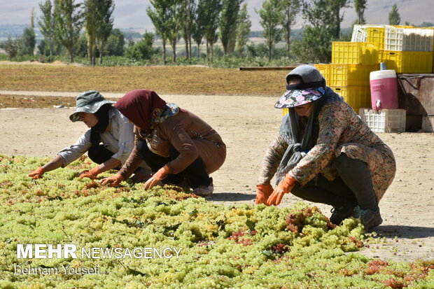 Grapes harvesting in Khondab