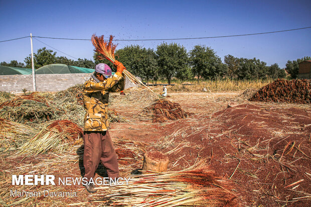 Traditional broom making in Khorasan