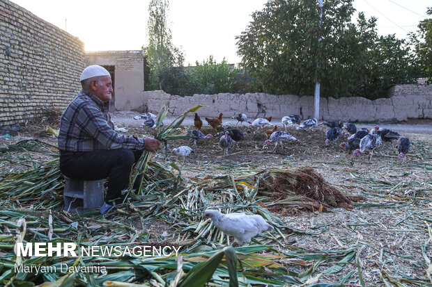 Traditional broom making in Khorasan