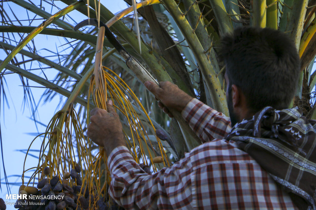 تداوم شرجی هوا در استان بوشهر/کشاورزان مراقب «ترشیدگی خرما» باشند