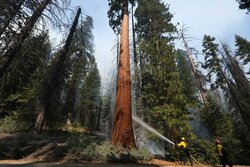محاولة لإنقاذ الغابات في كاليفورنيا من الحرائق/ بالصور
