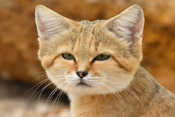 VIDEO: Endangered sand cat spotted in S Iran