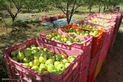 VIDEO: Harvesting apple in Kohgiloueyh and Boyerahmad prov.
