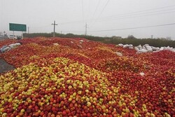خرید سیب صنعتی استانهای غربی کشور آغاز می شود