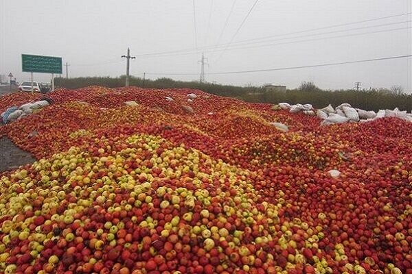 تشکیل کمیته ساماندهی سیب/ وضعیت سیب‌های صنعتی تعیین تکلیف شود