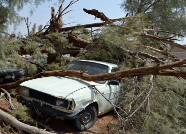 شکسته شدن درخت بر اثر طوفان در کرج