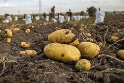 کمبود سیب زمینی نداریم/تولید بیش از ۳۳۸ هزارتن سیب زمینی در کردستان
