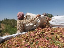 مراکز خرید و فروش پسته ساماندهی شود