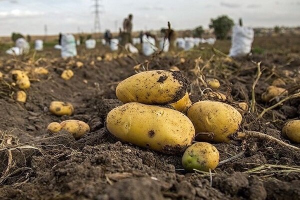 تولید ۳۳۸ هزار تن سیب زمینی در کردستان