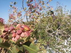 اصلاح الگوی کشت از پیاز به پسته در شهر ایلخچی