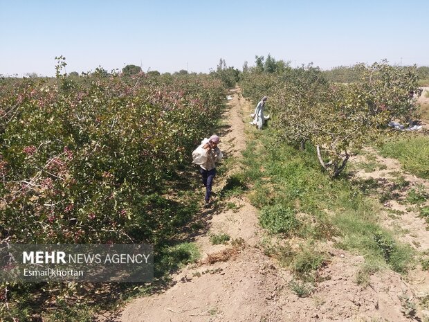 برداشت پسته از باغات استان قزوین آغاز شد