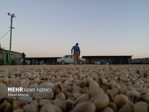 Harvesting pistachio from Darestan Village gardens in Sirjan
