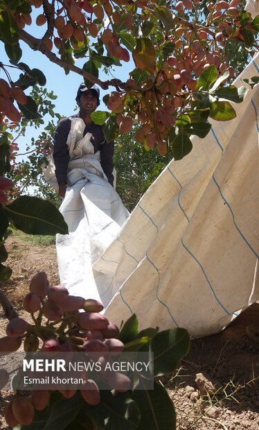 Harvesting pistachio from Darestan Village gardens in Sirjan
