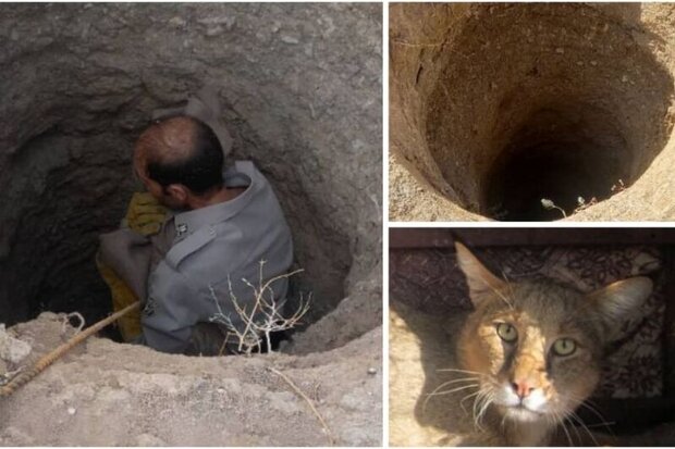 عملیات نجات یک قلاده گربه جنگلی گرفتار شده در چاه