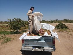 برداشت پسته از باغات روستای دارستان سیرجان