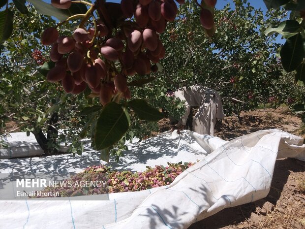 برداشت پسته از باغات روستای دارستان سیرجان