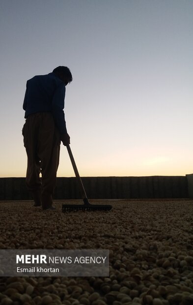 Harvesting pistachio from Darestan Village gardens in Sirjan
