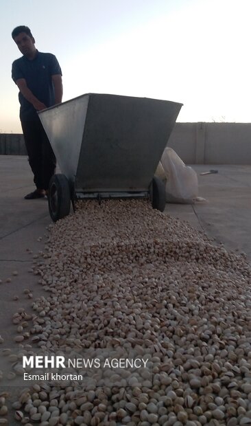 Harvesting pistachio from Darestan Village gardens in Sirjan
