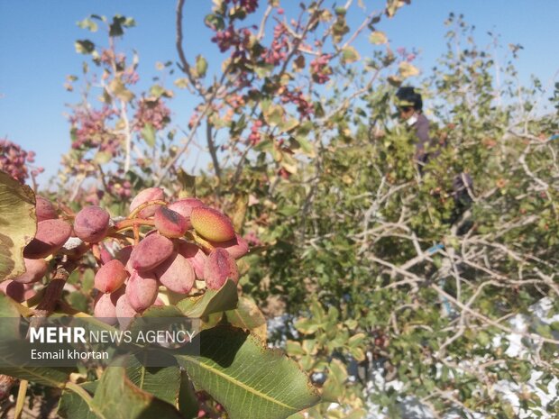 Harvesting pistachio from Darestan Village gardens in Sirjan
