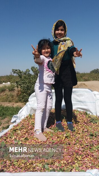 Harvesting pistachio from Darestan Village gardens in Sirjan
