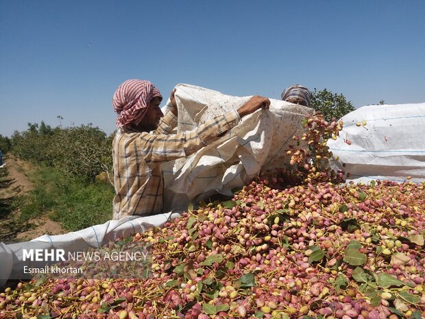 کاهش ۱۵ درصدی تولید پسته در شهرستان سبزوار