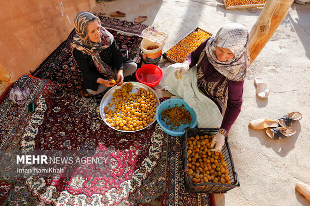 اولین جشنواره ملی آلو در روستای حیدره قاضی خان