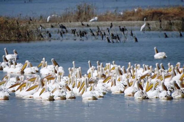 مهاجرت پرندگان به تالاب‌های خوزستان آغاز شد