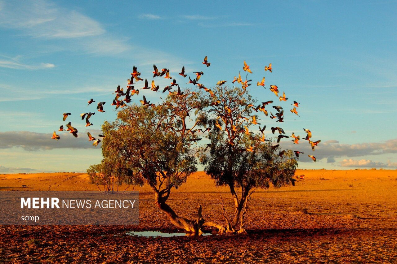 مختارات من الصور الفائزة في مسابقة صور الطبيعة في أستراليا