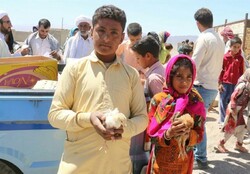 ۲۸۸ قطعه مرغ بومی در روستاهای خراسان جنوبی توزیع شد