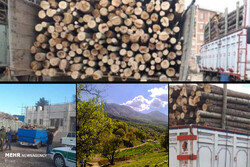 قاچاق چوب تهدید جدی برای باغات تویسرکان/ درختان چوب حراج خوردند