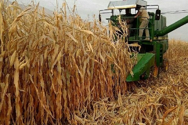 پیش بینی برداشت ۸۰ هزار تن ذرت دانه ای در کرمانشاه