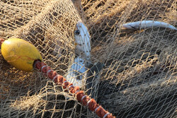 دستگیری صیادان غیرمجاز ماهی در دریاچه «تار»/۳۶ قطعه ماهی کشف شد