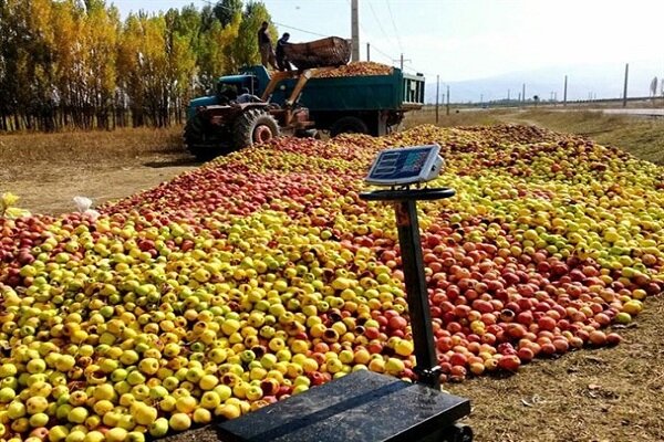 «ضایعات» قطب سیب کشور را به حاشیه برد/خرید تضمینی هم دردسرساز شد