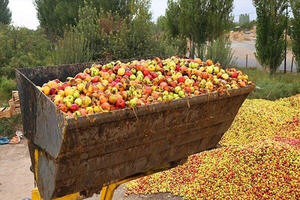 «ضایعات» قطب سیب کشور را به حاشیه برد/خرید تضمینی هم دردسرساز شد
