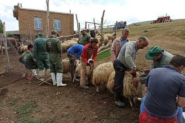 محرومیت زدایی با پروژه ملی توسعه رسته دام سبک درچالدران 