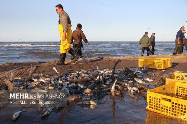 Fisherman in Gilan prov. in 1st day of fishing season
