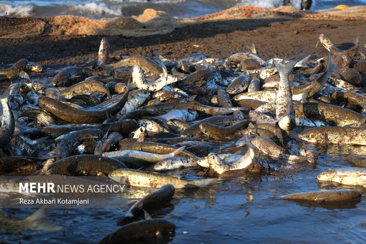 «مانسون» ۲.۸۵ میلیارد ریال به مزارع ماهی در ایذه خسارت وارد کرد